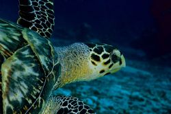 Hawksbill Sea Turtle by Greg Amptman 